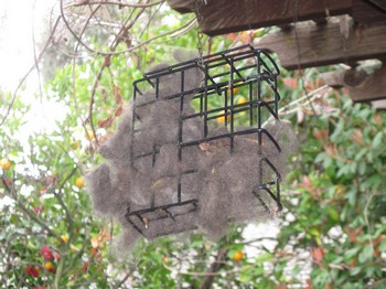 Pet Hair for the Birds (Nests) - Palo Alto Online